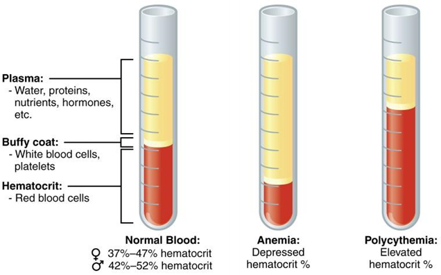 Composition of blood image.